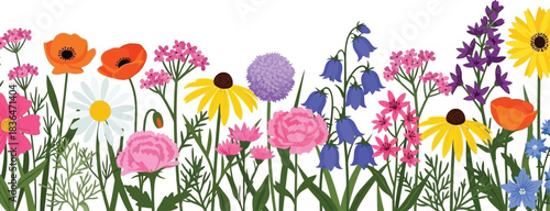 Colorful wildflower meadow illustration with poppies daisies and other flowers