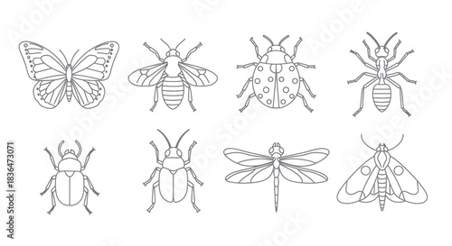 Collection of eight different insect line drawings on a white background