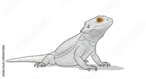 Detailed illustration of a bearded dragon lizard looking up on a clean white background.