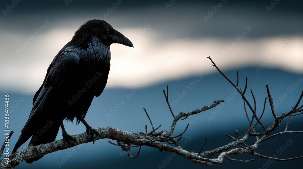 Fototapeta premium Raven Silhouette Flying Above Scottish Highlands Representing Prophecy in Celtic Folklore During Dusk