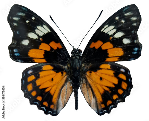 Butterfly isolated. Orange black nice butterfly Sephisa chandra macro. Collection butterflies, Nymphalidae, Lepidoptera, Entomology