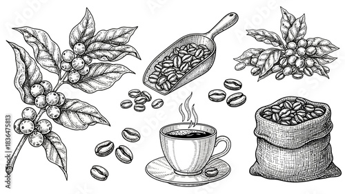 hand drawn vector illustration of fresh vegetables