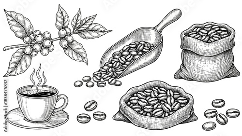 set of hand drawn illustrations of food