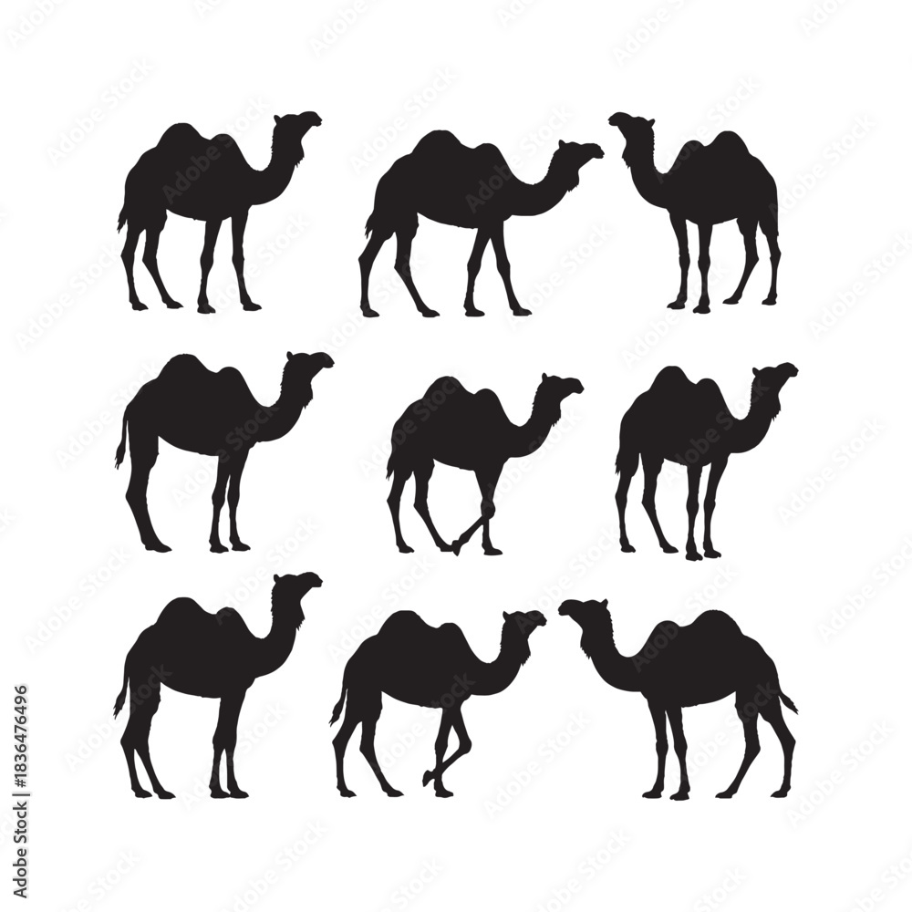 Naklejka premium Camel Silhouettes Collection, Camel Silhouette, Desert Animal Vector, Wildlife Illustration