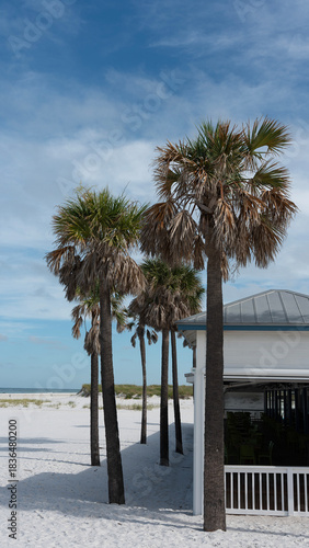 beach front café, surrounded by palm trees in Florida