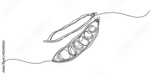 Fava beans continuous one line art drawing organic fava beans, pro vector illustration isolated on white background. beans vector pattern for vegan, One line drawing coffee beans, minimalist style.