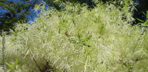 Fringe tree (Chionanthus virginicus) in Florida nature