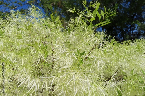 Fringe tree (Chionanthus virginicus) in Florida nature