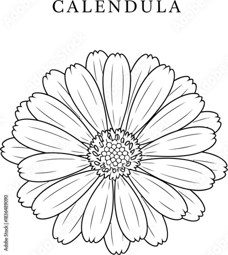 Elegant calendula flower illustration with detailed petals on a white background