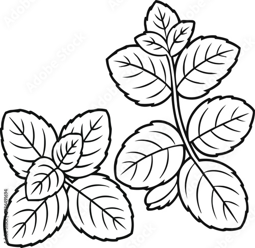 Fresh Mint Leaf Vector Set – Peppermint and Spearmint Sprigs