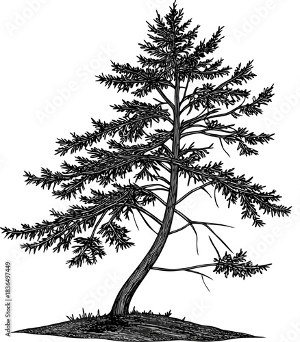 Drawing of a pine tree, vintage line drawing 