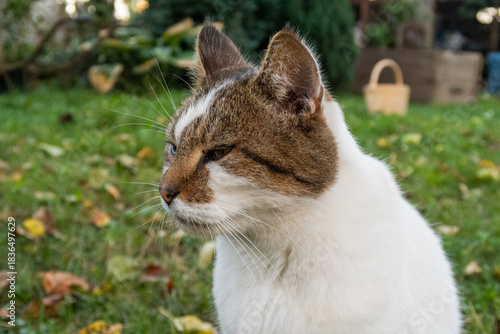 Person Petting a Friendly Cat Outdoors in Autumn Garden