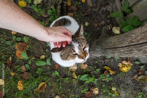 Person Petting a Friendly Cat Outdoors in Autumn Garden
