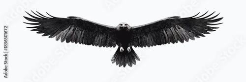Majestic black eagle soaring with wings fully outstretched isolated on white background minimalist vector flat design detailed feathers spread wide flying bird of prey front view
