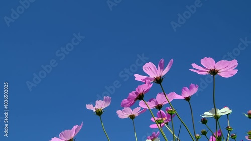 vertical videoCosmos flowers in full bloom swaying in the wind against the blue sky. 