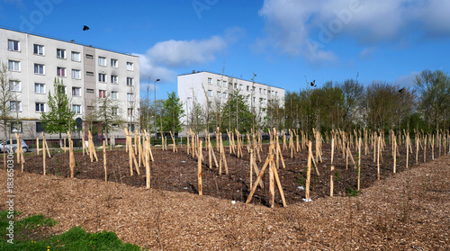 Photos reforestation en ville, création d'espaces verts sous forme de bois devant des i