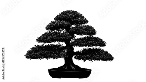 Single bonsai tree silhouette, isolated on white background