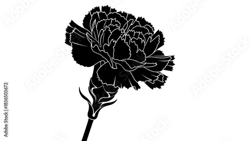 Single black carnation flower silhouette, isolated on white background