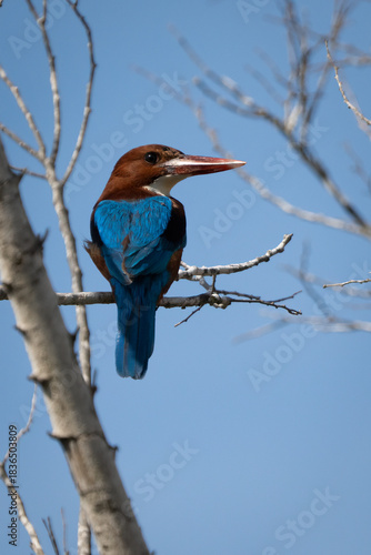 A White Throated Kingfisher in a Tree