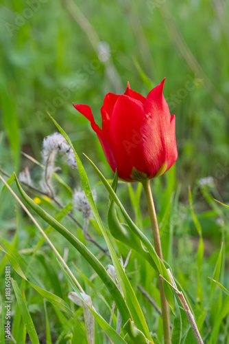 A Wild Red Tulip