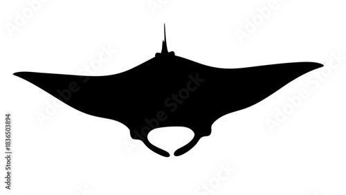 Single black manta ray silhouette isolated on white background