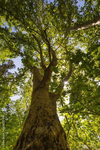 The grove of plane trees