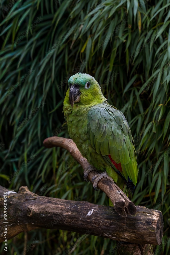 Obraz premium colorful parakeet perched peacefully on branch within dense green and red leaf environment