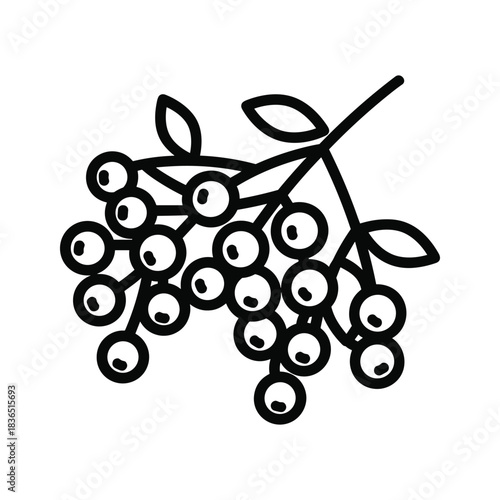 Black and white elderberry branch with berries in a minimalist line art style