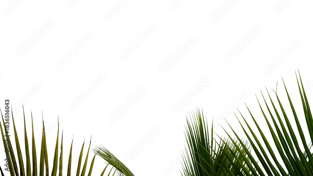 Fototapeta premium Palm Border