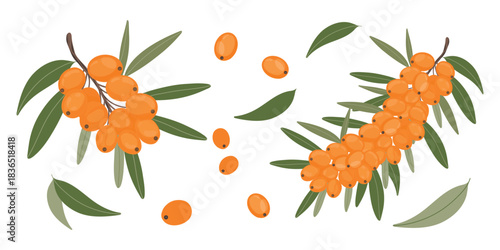Sea buckthorn botanical set, berry sprigs collection. Buckthorn branch and fruit illustration set. Botanical berry elements. 