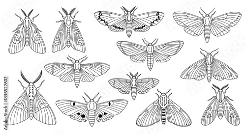 Intricate collection of twelve hand-drawn moths and butterflies in a detailed black and white line art style, perfect for scientific or esoteric designs.