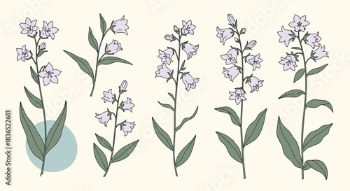 Botanical collection of hand-drawn bluebell flowers, showcasing different stages of bloom with detailed leaves and stems against a soft beige background.