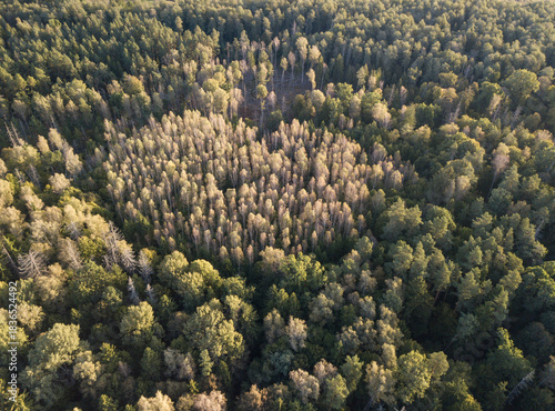 Photography Heart in the forest, Poland, drone photo