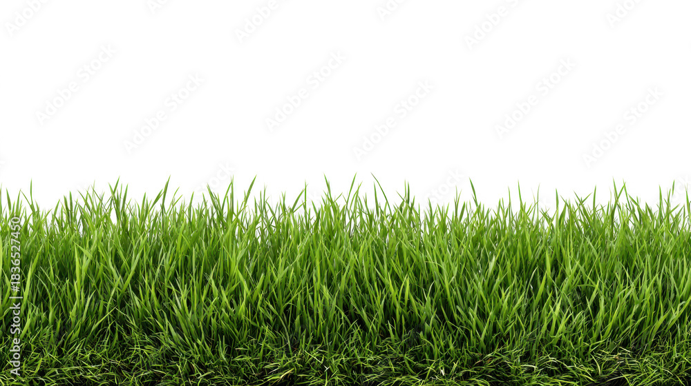 Fototapeta premium Patch of Fresh Green Grass