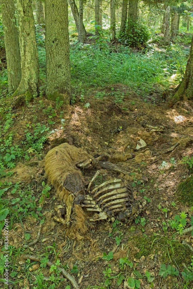 Fototapeta premium Animal remains in advanced stage of decay in forest in summer, Abruka, Saaremaa, Estonia.