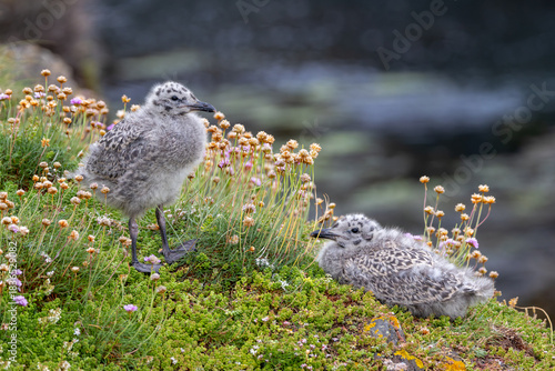 Herring Gull Chick (Larus argentatus), common on coasts cliffs and islands across Europe