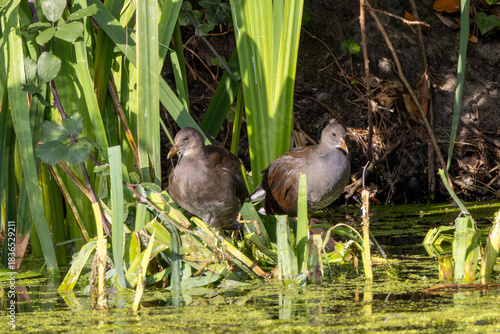 Photography Juvenile Moorhen (Gallinula chloropus), common in freshwater wetlands across Eur
