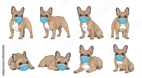 Set of fawn-colored French bulldog illustrations wearing blue medical face masks in various poses, including sitting and lying down.