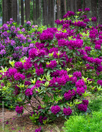 Rhododendron bushes with bright lilac flowers in the forest.