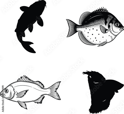 Four fish illustrations koi sea bream goldfish and betta isolated on white