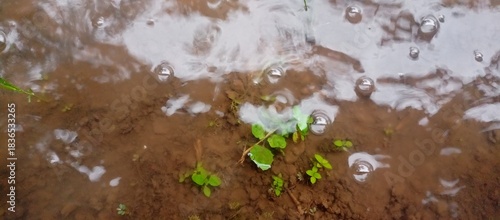 Bubbles and green shoots in clear muddy water