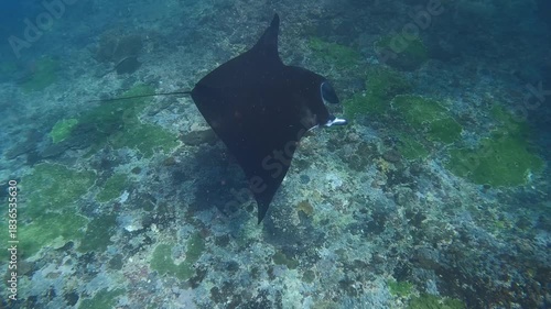 Slow-motion underwater shot of a manta ray gliding over a coral reef in clear blue water, showcasing its smooth movement and the textured marine landscape below.
