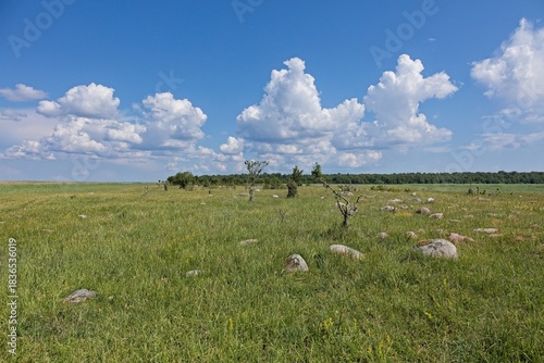 Natural baltic landscape of large grassy field, under a blue sky with fluffy white clouds in summer, Abruka, Saaremaa, Estonia