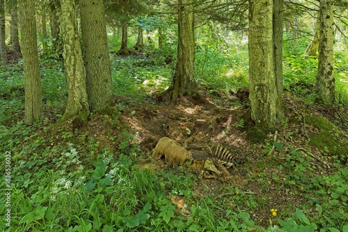 Animal remains in advanced stage of decay in forest in summer, Abruka, Saaremaa, Estonia.