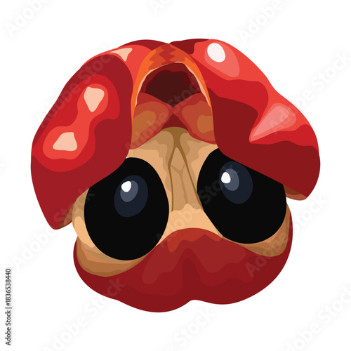 Ackee fruit. Vector illustration. Highlights and shadows. Isolated on a white background.