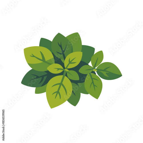 Fresh green basil aromatic herb leaves, isolated flat style vector illustration