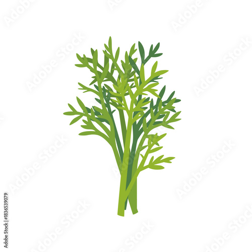 Fresh green dill aromatic herb bunch, isolated flat style vector illustration