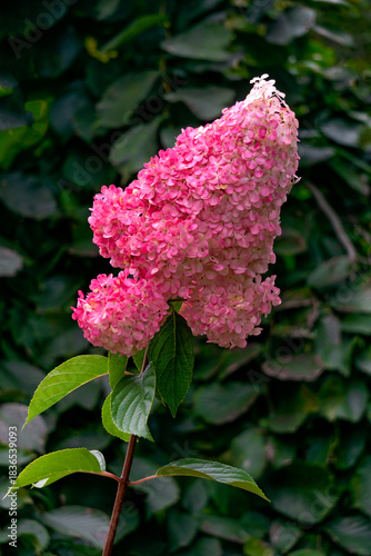 Beautiful white and pink hydrangea flowers.