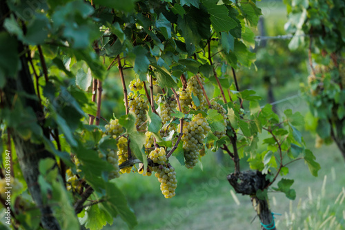 grappoli maturi di uva bianca a inizio autunno, attaccati alla pianta di vite, in un vigneto