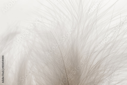 White grey feathers macro blurred background Cloud Dancer color trend.